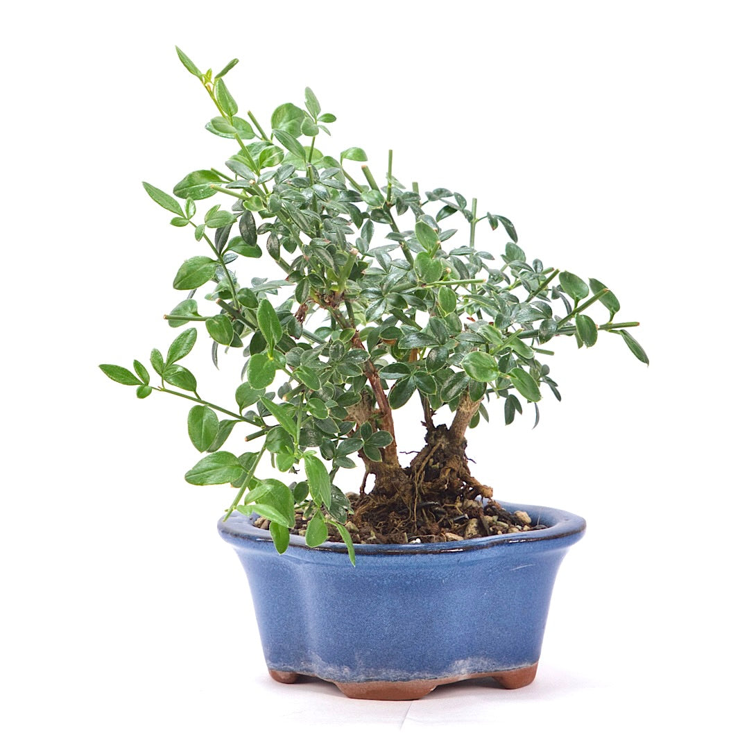 Winterjasmin 'Jasminum nudiforum'